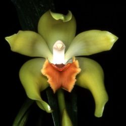 Lycaste longipetala
