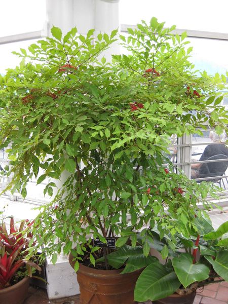 File:IMG 0879 bbg09.jpg