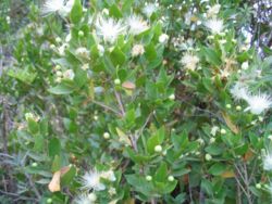 Myrtus communis foliage and flowers