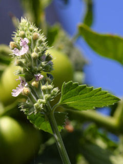 Nepeta curviflora
