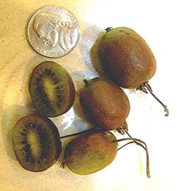 Hardy Kiwi