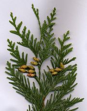 Thuja plicata shoot with mature cones