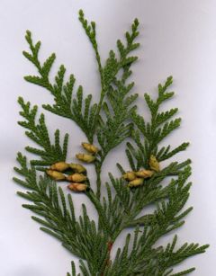 Thuja plicata shoot with mature cones