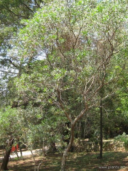 File:Acacia longifolia-IMG 2926 lokrun.jpg
