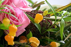 Yellow flowers are Sandersonia (not the rose!)