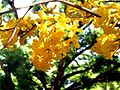 Golden Trumpet Tree Tabebuia chrysotricha