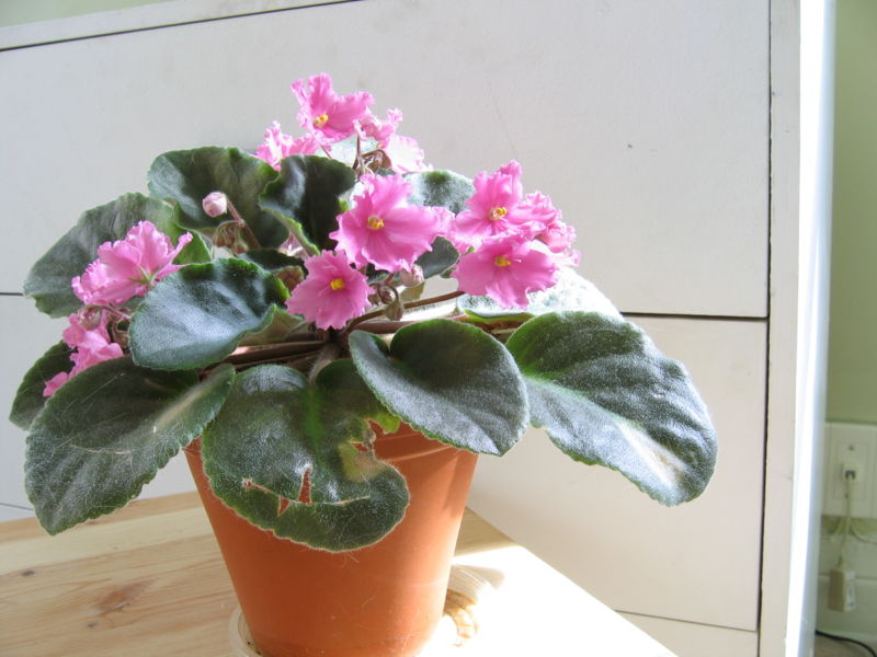 File:African violet-8046.jpg
