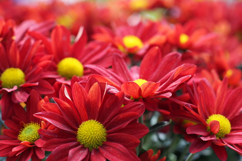 File:Abundant blooms-7651.jpg