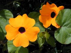 Black-eyed Susan vine