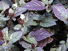 Strobilanthes species, cultivated in Hawaii