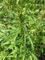 Hemp plants