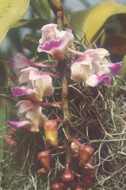 Aerides falcatum