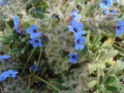 Dyer's Bugloss