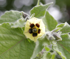 Cape gooseberry flower