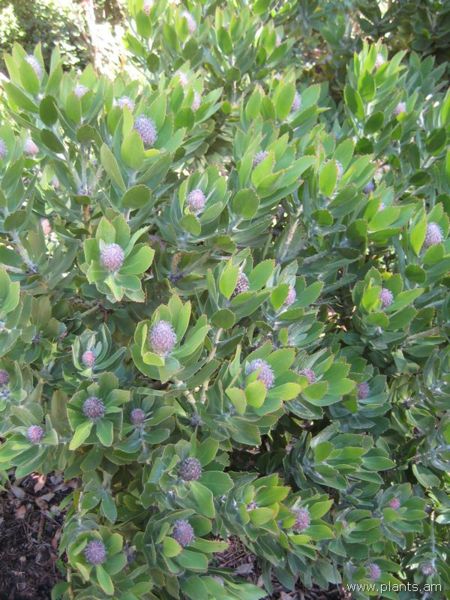 File:Leucospermum-veld fire-IMG 8022 sfbg0308.jpg