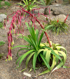 Beschorneria albiflora