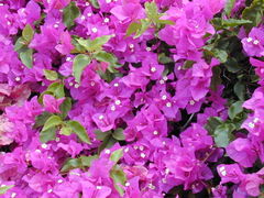 Bougainvillea spectabilis