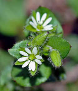 Closeup of the common chickweed.