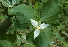 Bent Trillium or Drooping Trillium