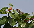 Asian Koel Eudynamys scolopacea Female looking for ripe figs in Hyderabad, India.