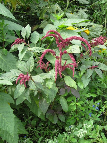 File:IMG 0782 bbg09.jpg