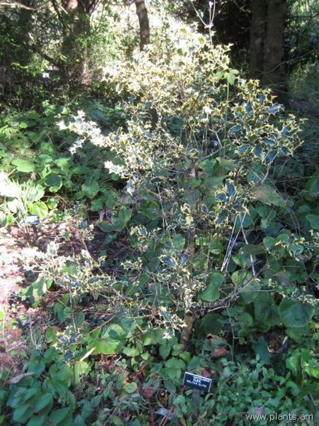 File:Ilex-zelta's elite-IMG 7852 sfbg0308.jpg