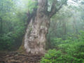 Jomon Sugi, Yakushima