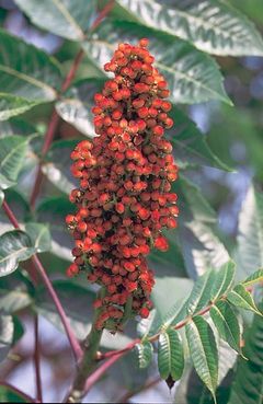 Rhus glabra fruit