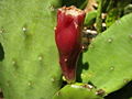 The fruit of the Eastern Prickly Pear