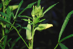 Okra leaves, flower buds and young fruit