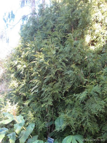 File:Thujopsis dolabrata-IMG 7669 sfbg0308.jpg