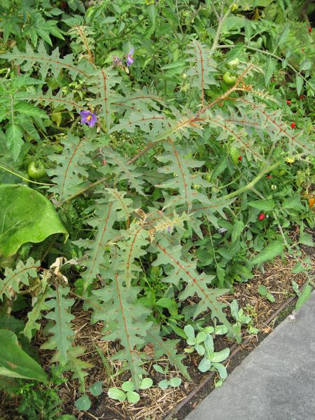 File:IMG 0783 bbg09.jpg