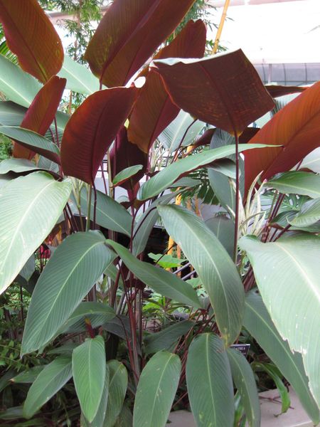 File:IMG 0905 bbg09.jpg