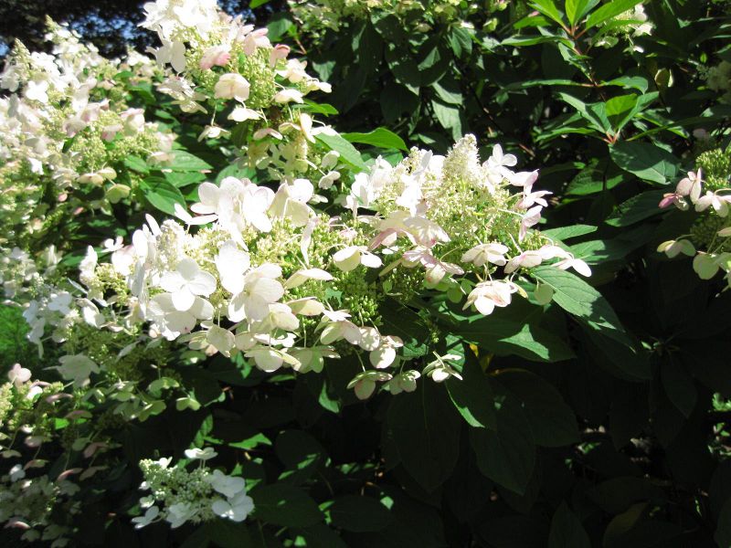 File:IMG 0028 nybg09.jpg