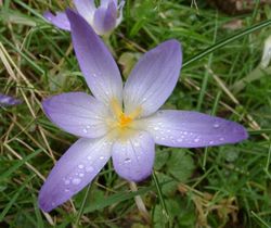 Crocus longiflorus