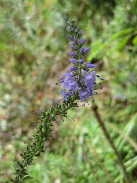 File:IMG 0841 bbg09.jpg