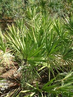 Saw Palmetto, Central Florida