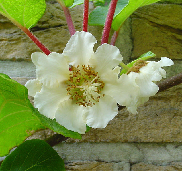 File:Actinidia chinensis C.jpg
