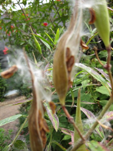 File:IMG 0869 bbg09.jpg