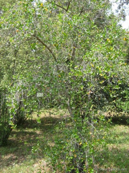 File:Quillaja saponaria-IMG 3008 lokrun.jpg