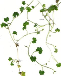Hydrocotyle bowlesioides