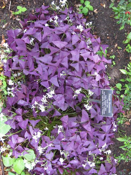 File:IMG 0848 bbg09.jpg