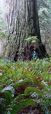 Del Norte Titan, the fourth largest coast redwood.