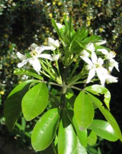 Choisya ternata in flower