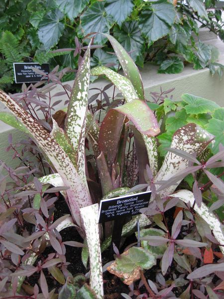 File:IMG 0897 bbg09.jpg