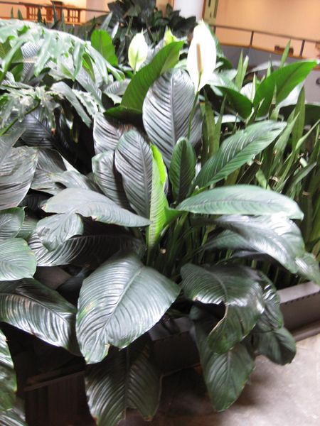 File:IMG 1049 bbg09.jpg