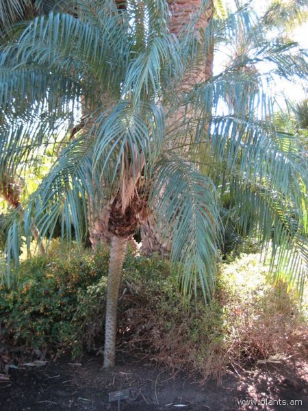 File:Phoenix roebelenii-IMG 0241 hunt07.jpg