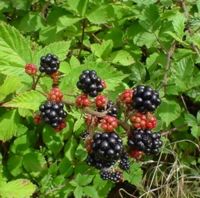 Rubus fruticosus