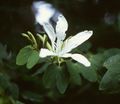 Bauhinia forficata