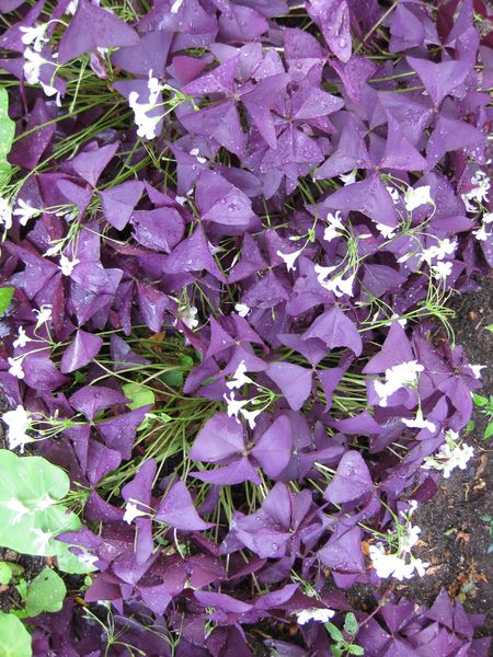 File:IMG 0849 bbg09.jpg